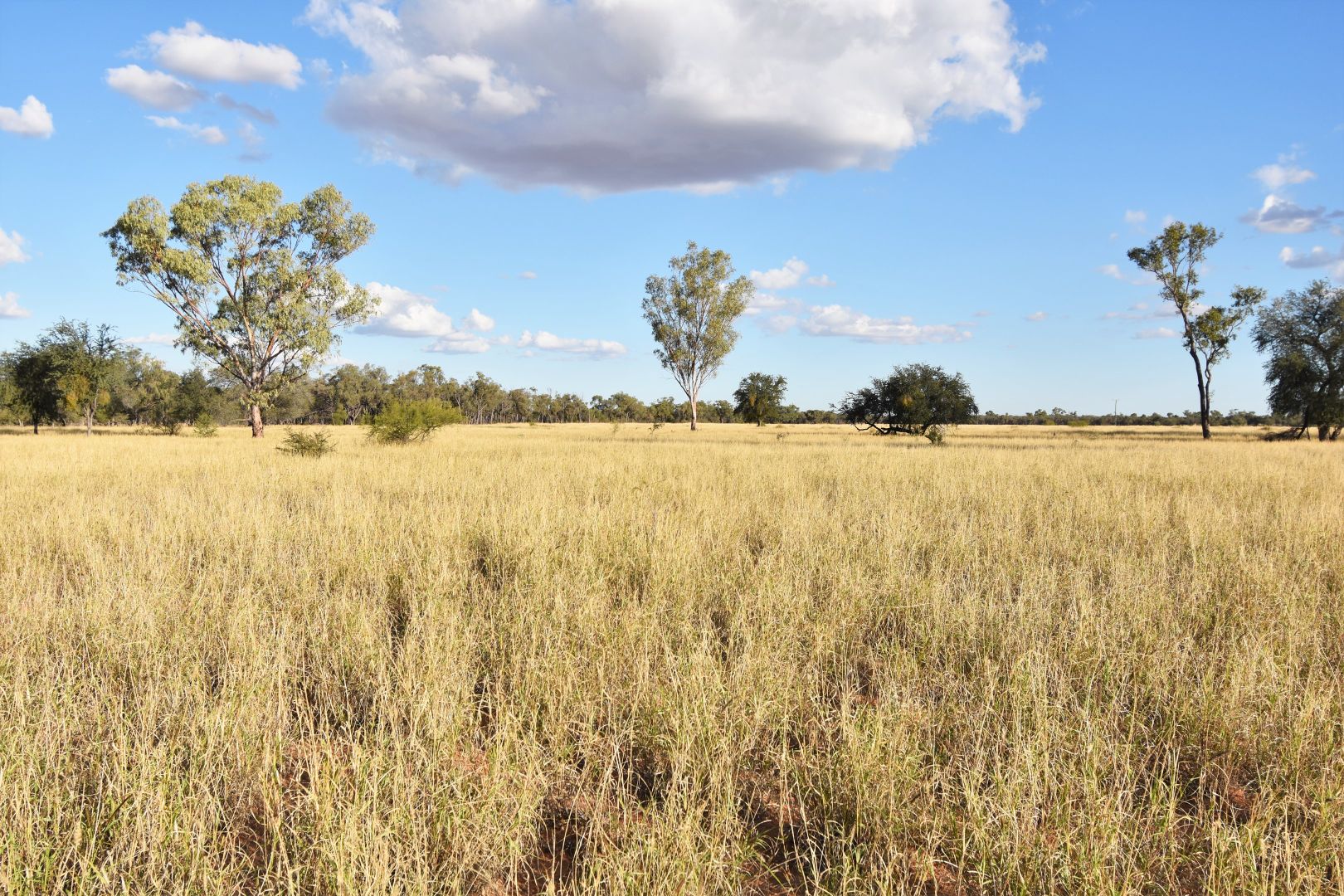 40565 Landsborough Highway, Barcaldine QLD 4725, Image 2