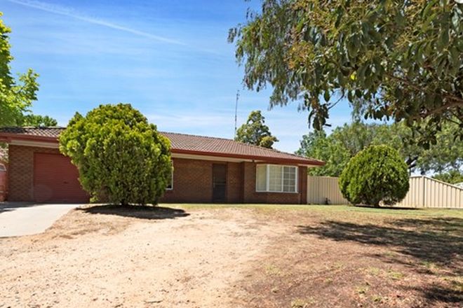 Pet Shop Wangaratta Pet Store Near Me Pets Domain