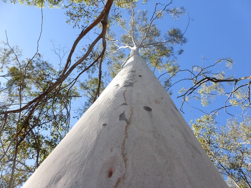 Widgee QLD 4570, Image 1