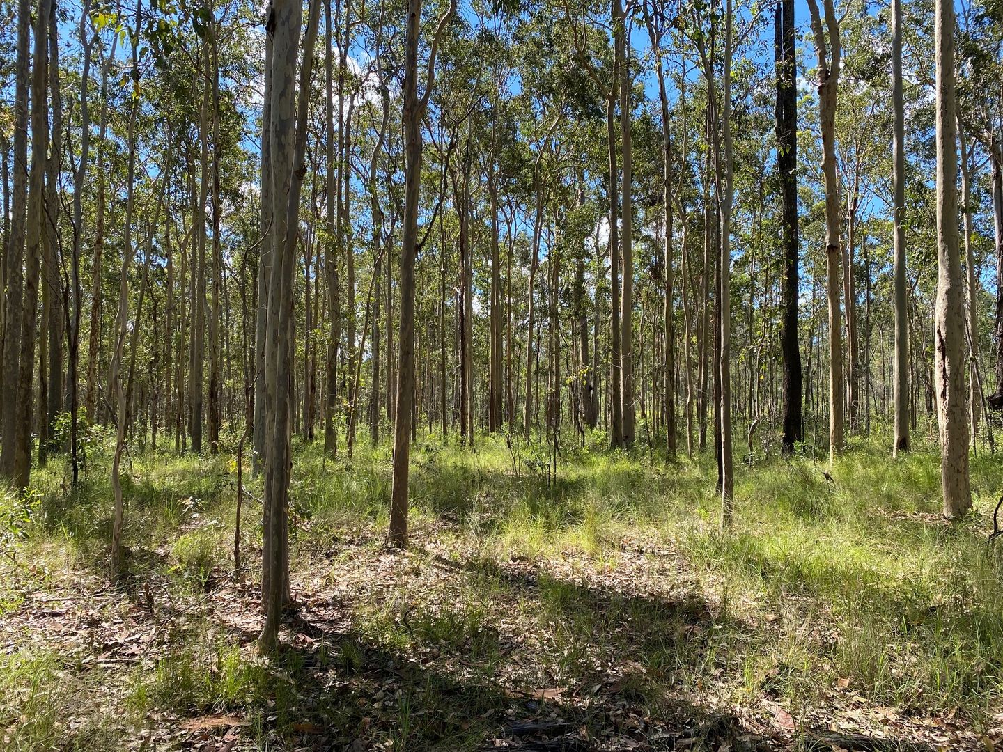 Lot 33 Myall Creek Road, West Bungawalbin NSW 2471, Image 1