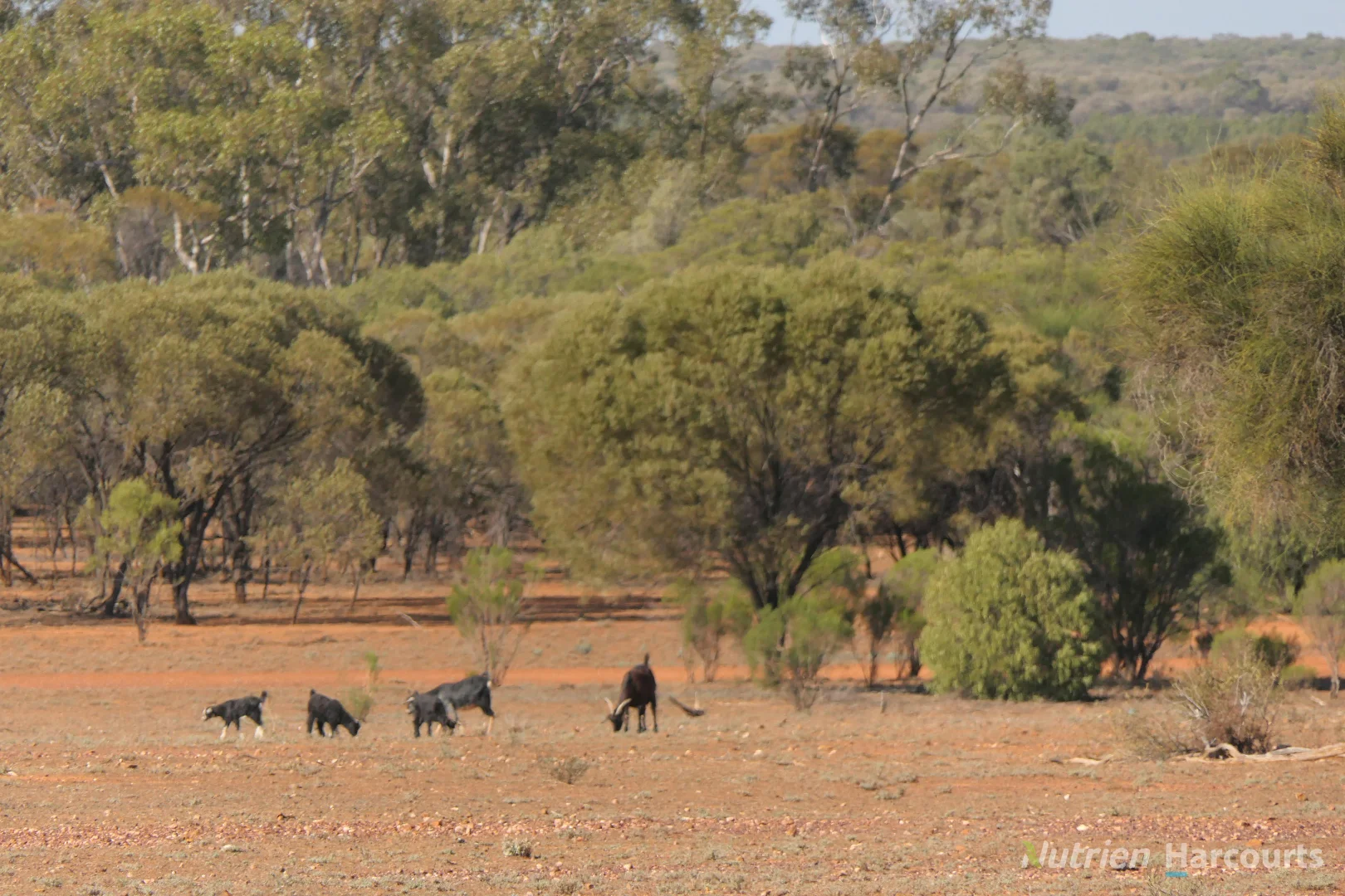 Additional image 8 of 27 Singleton Drive, Cobar NSW 2835