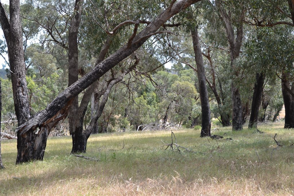 Lot 215 Nabaroo Road, Cowalla WA 6503, Image 1