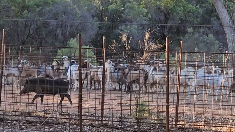 Rural in 582 Endeavor Mine Rd, COBAR NSW, 2835
