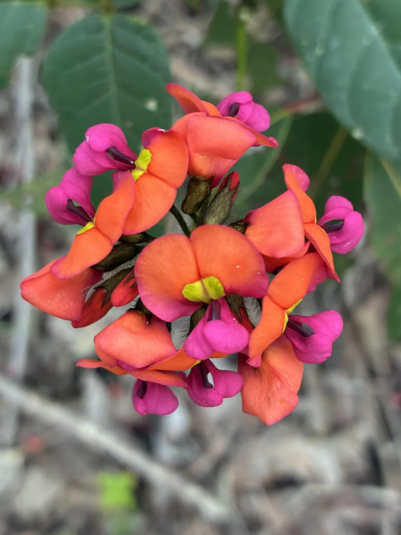 Additional image 11 of Lot 100 Brockman Highway, East Nannup WA 6275