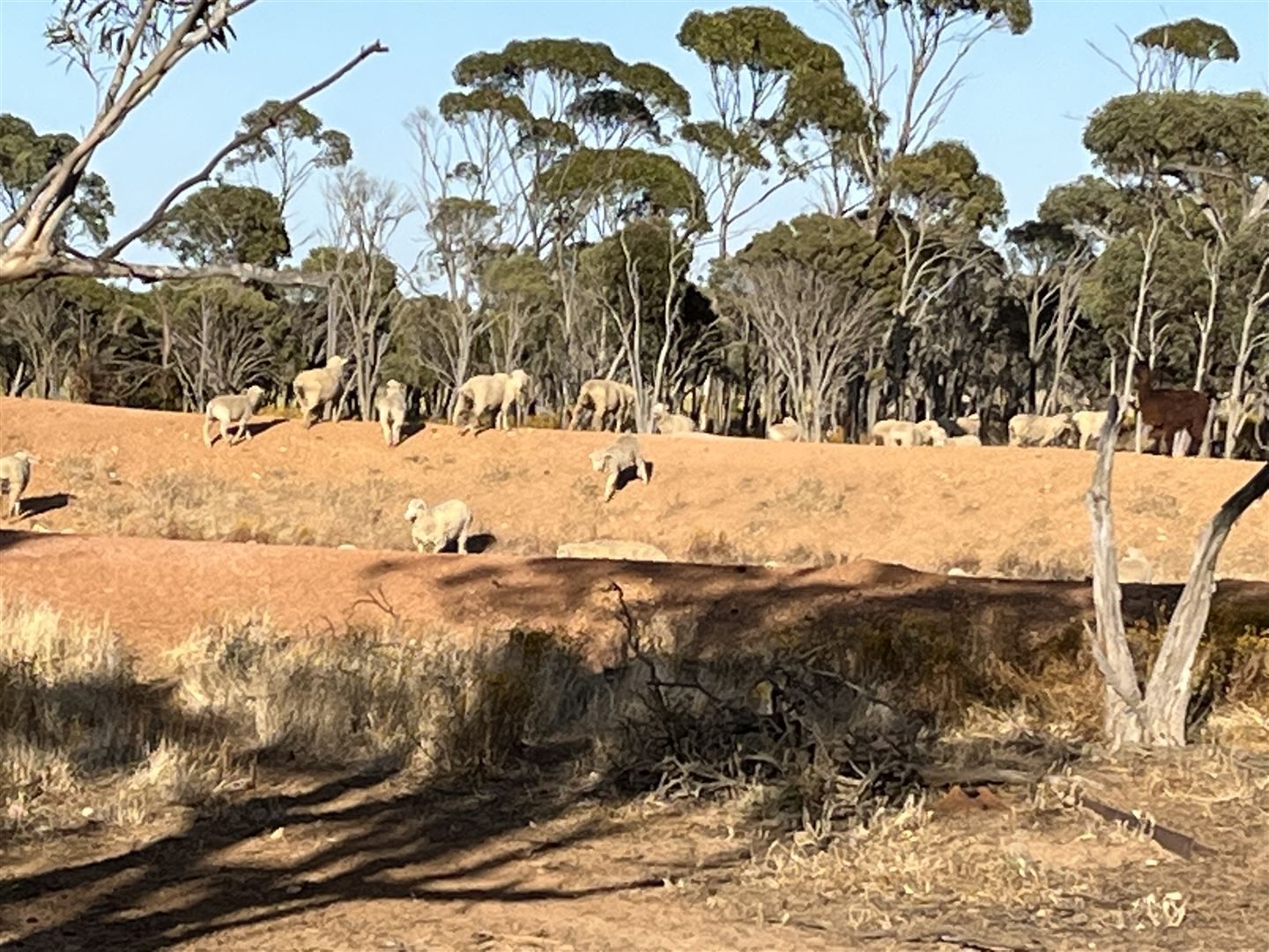 Mulji Farm Mulji Road Koorda WA 6475 Farm for Sale $2 300 000
