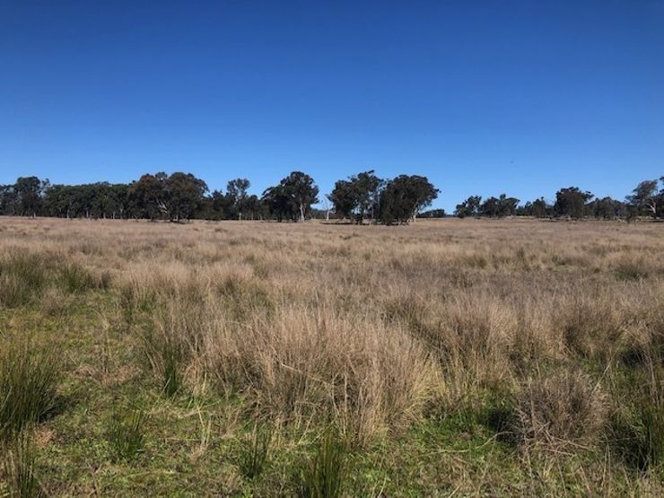 Lot 1 Pine Grove Road, Ballandean QLD 4382, Image 2