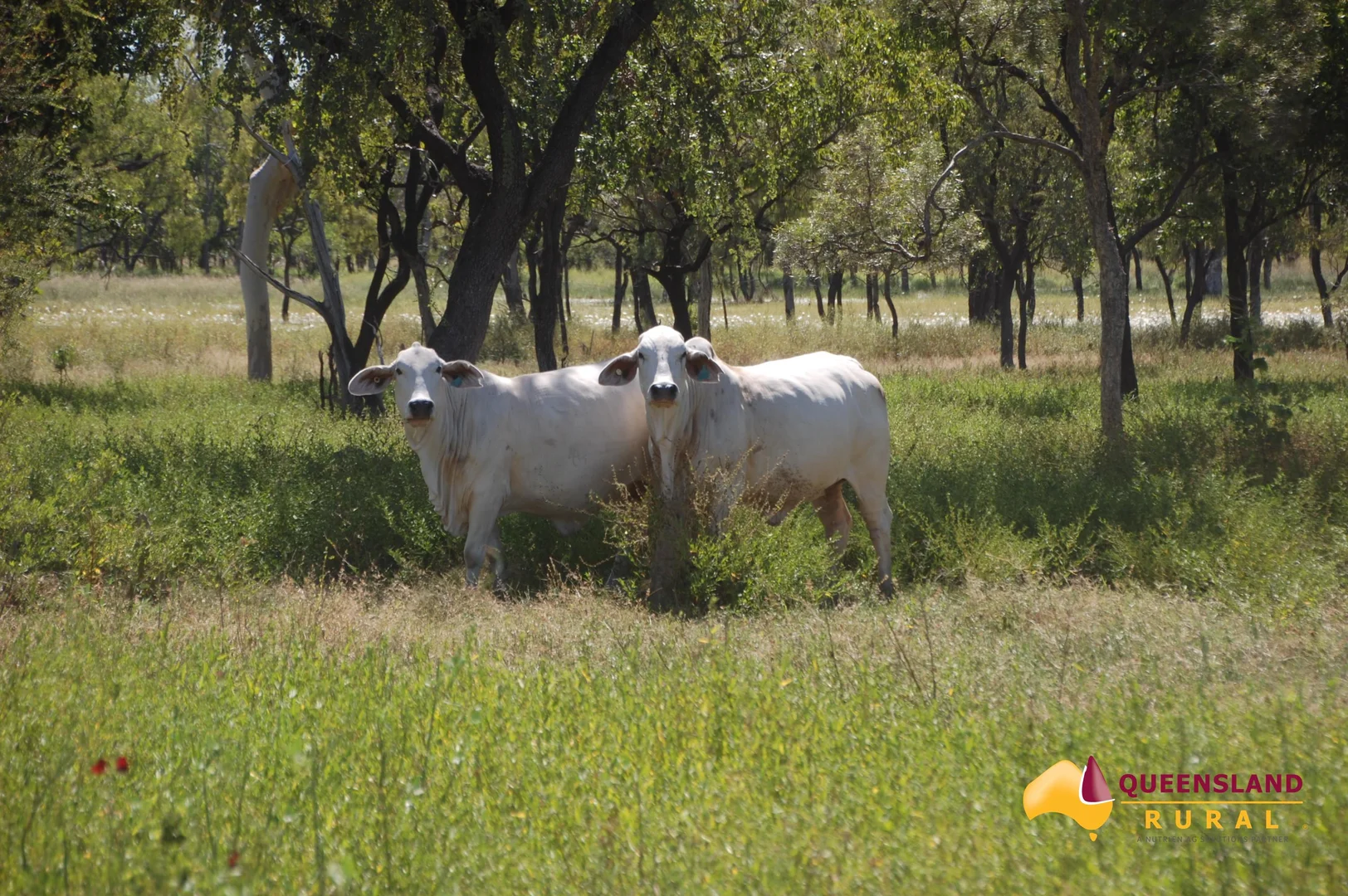 Additional image 18 of Normanton QLD 4890