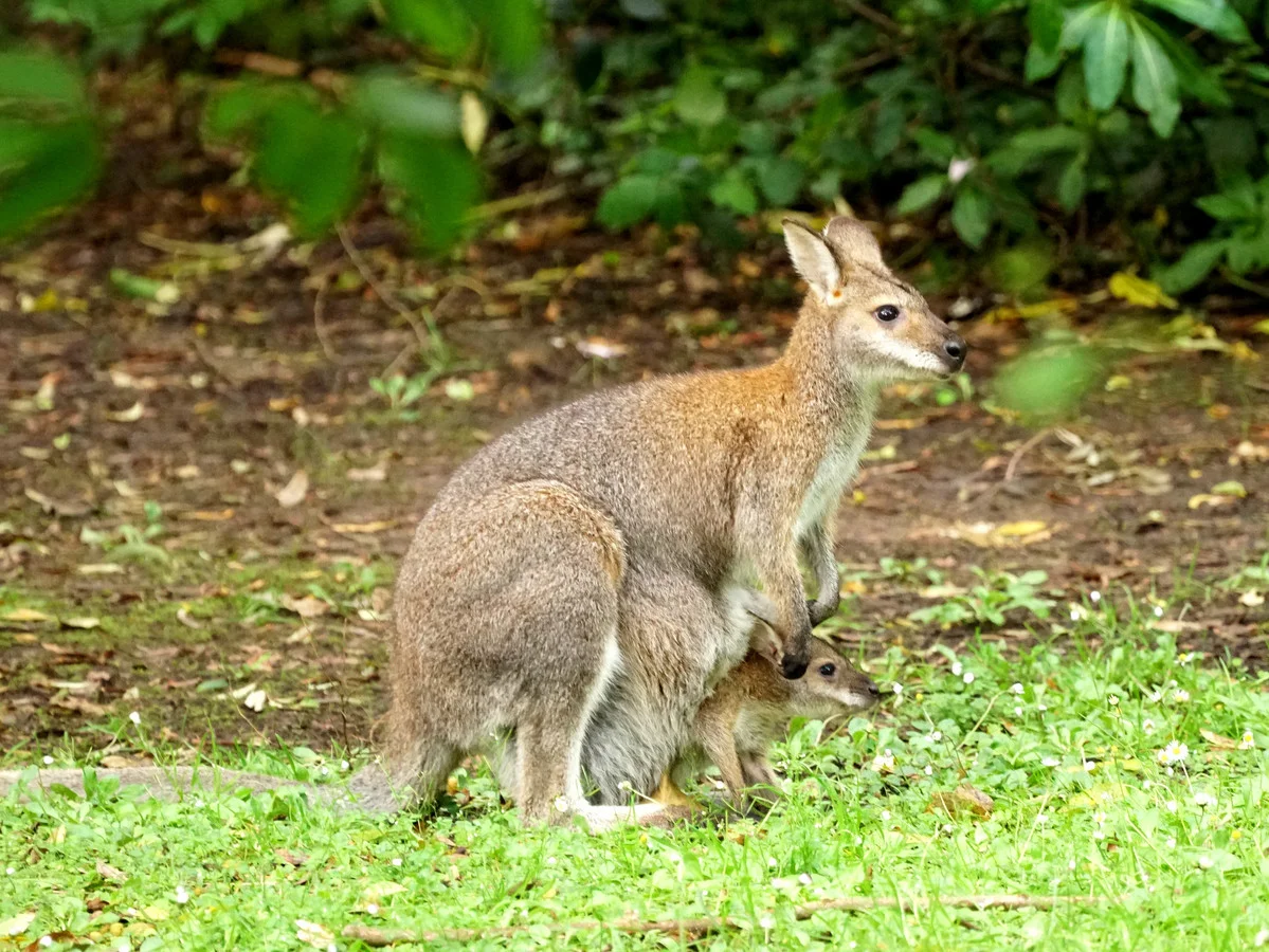 Additional image 7 of 110 Staffords Road, Johanna VIC 3238