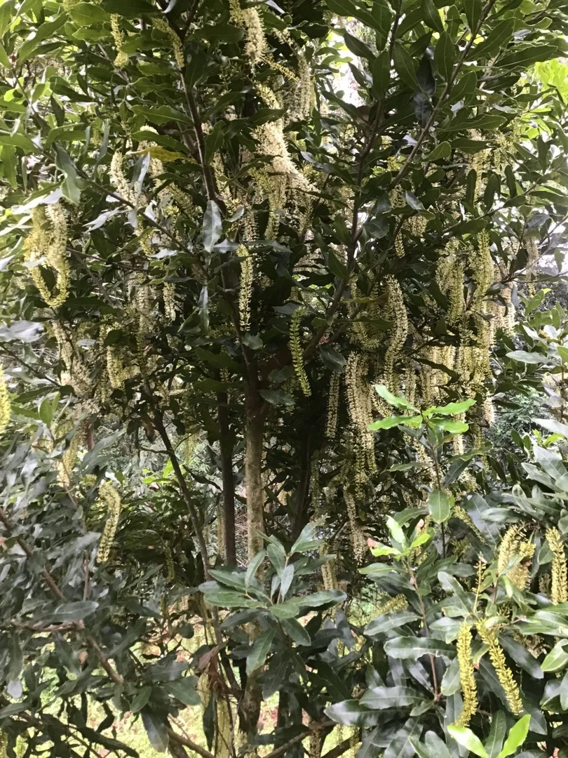 Additional image 21 of Numulgi NSW 2480