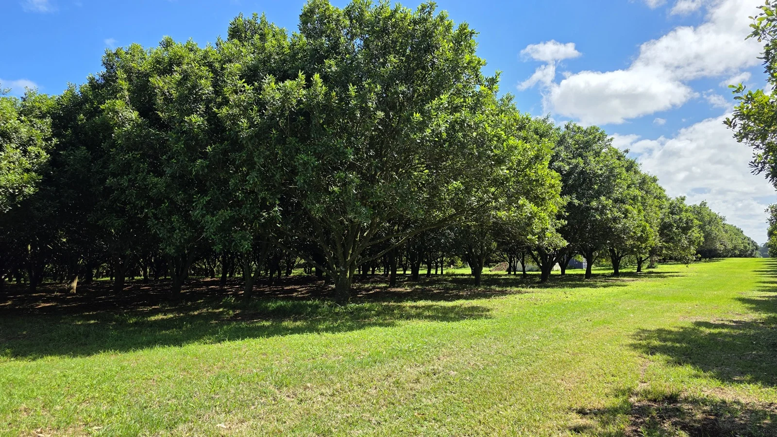 Additional image 18 of 502 Wardell Road, Alstonville NSW 2477