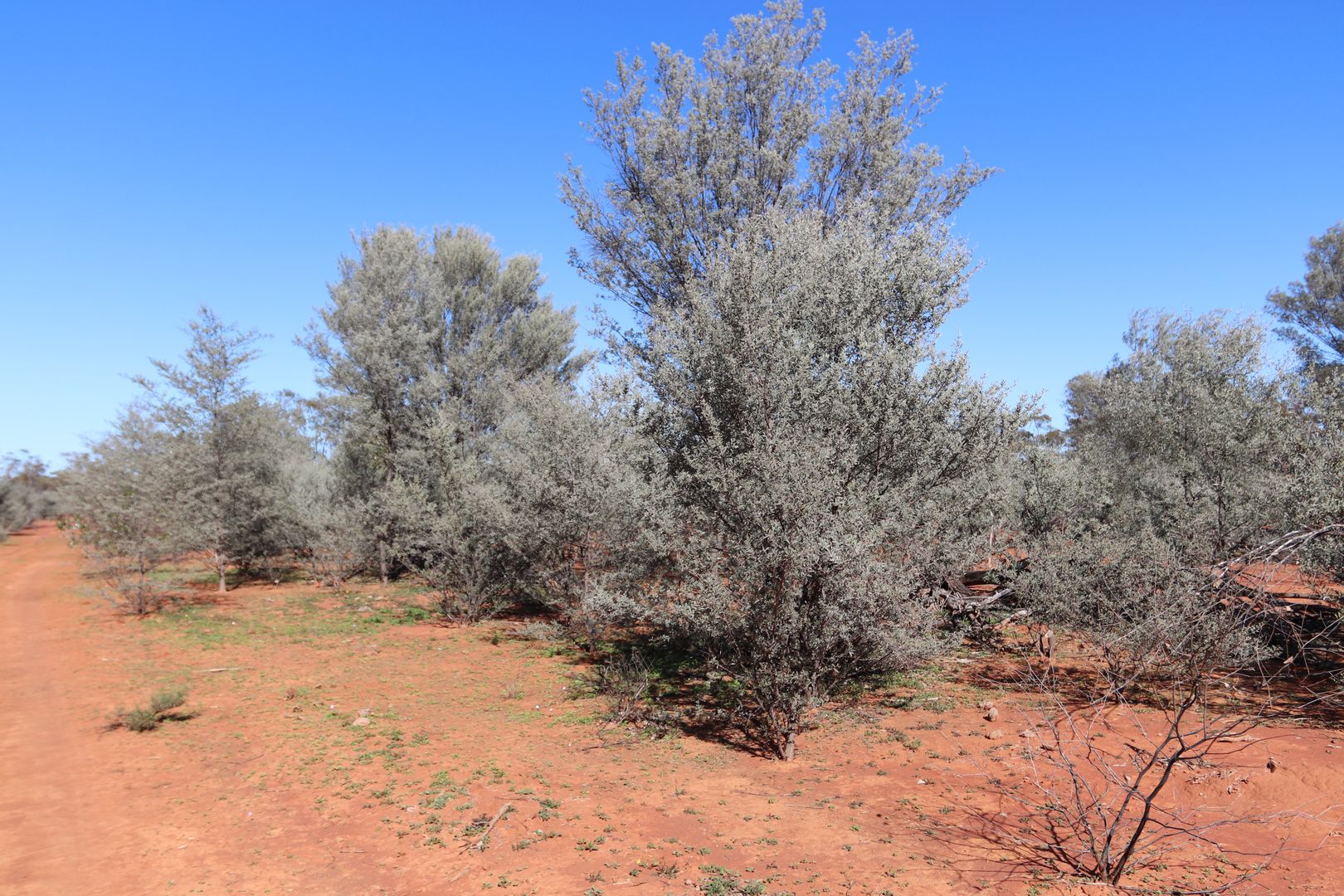 Cunnamulla QLD 4490 House for Sale Domain