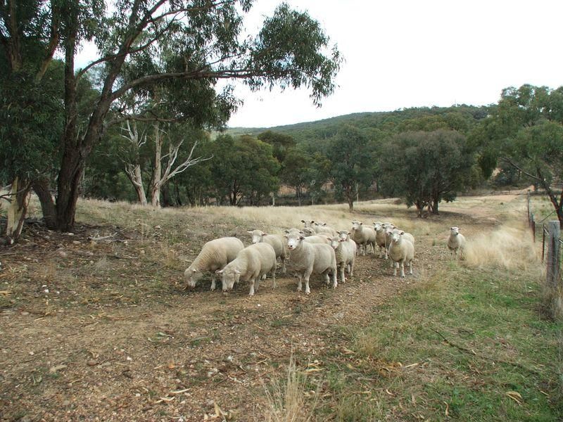 163 Napoleon Reef Road, Napoleon Reef Property History & Address