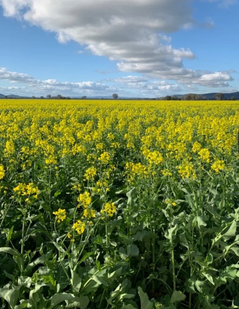 Additional image 15 of 702 Gerrybang Road, Grenfell NSW 2810