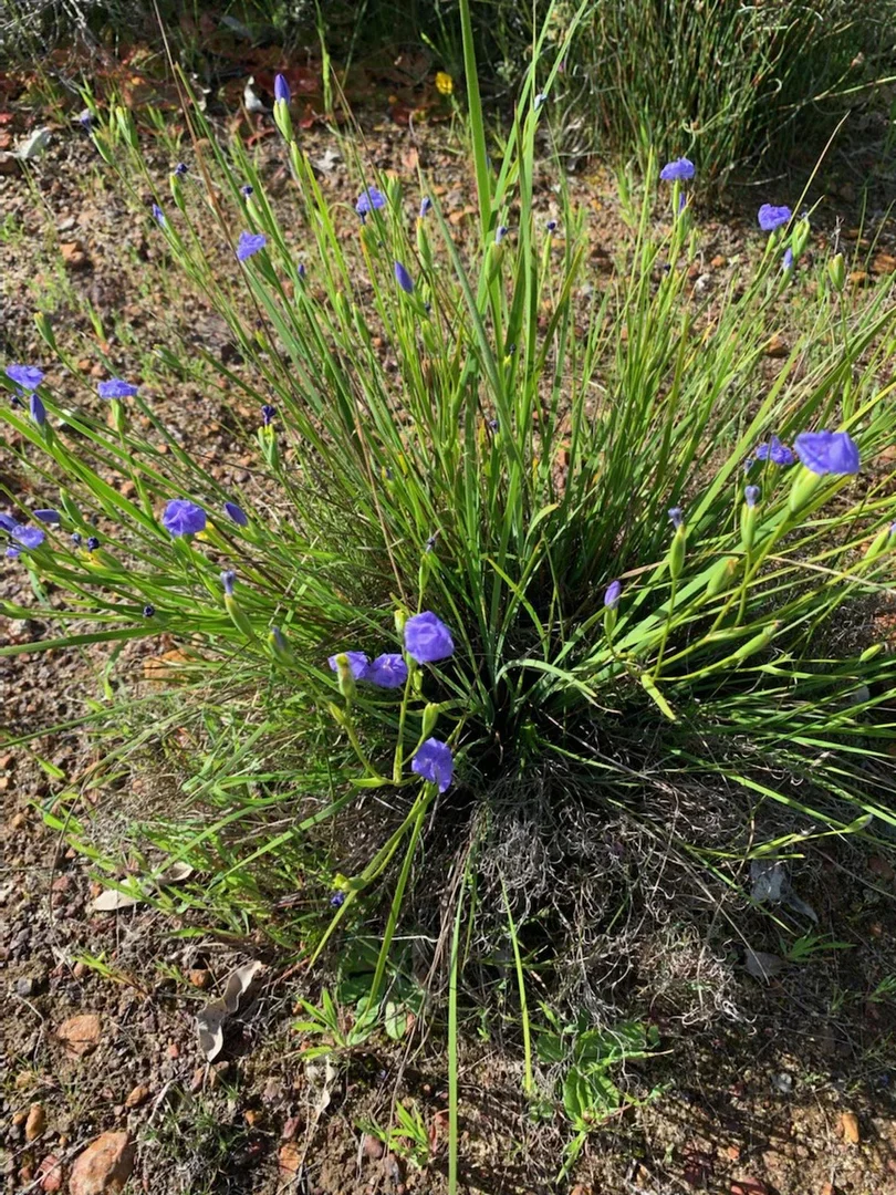 Image 30