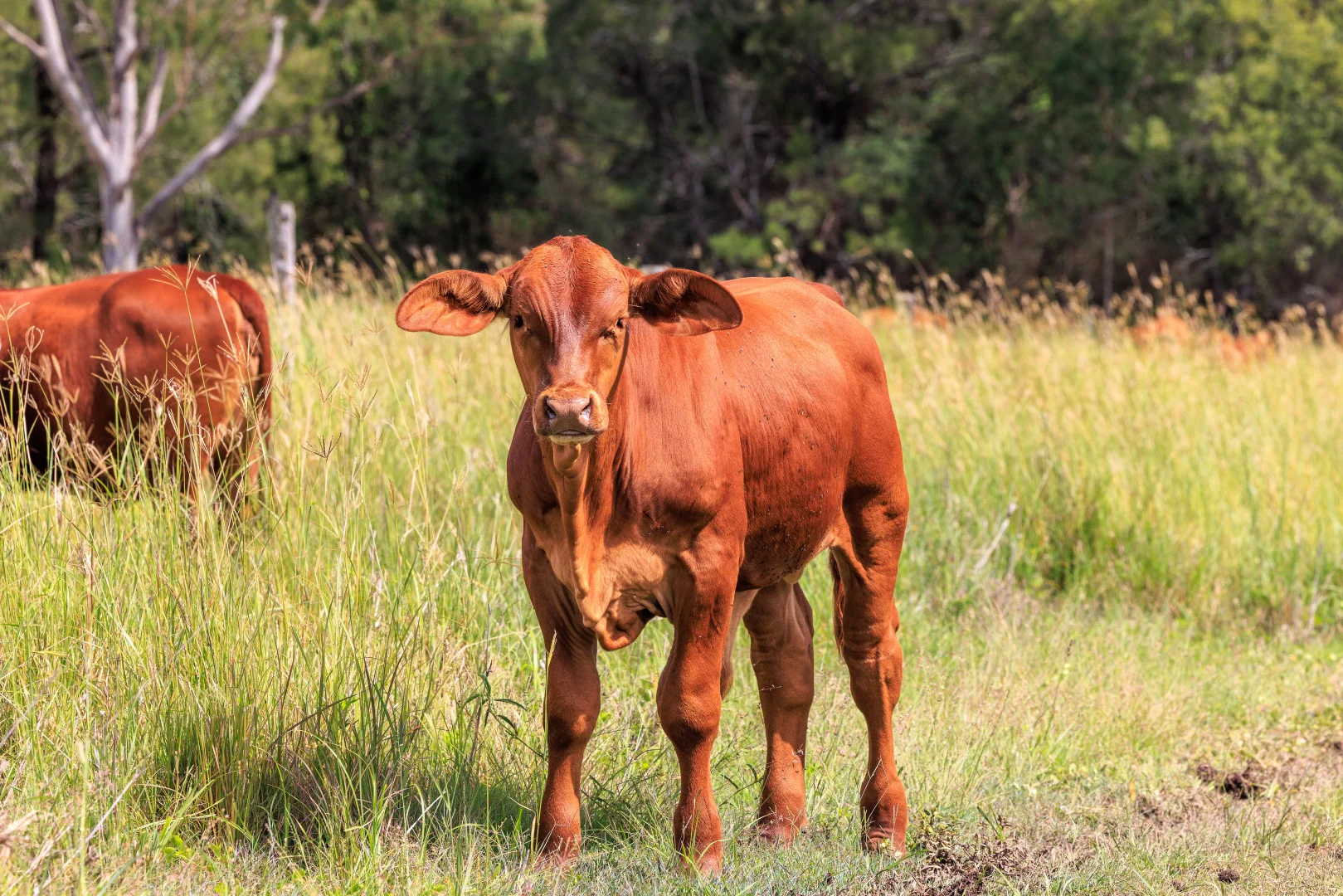 Additional image 15 of Widgee QLD 4570