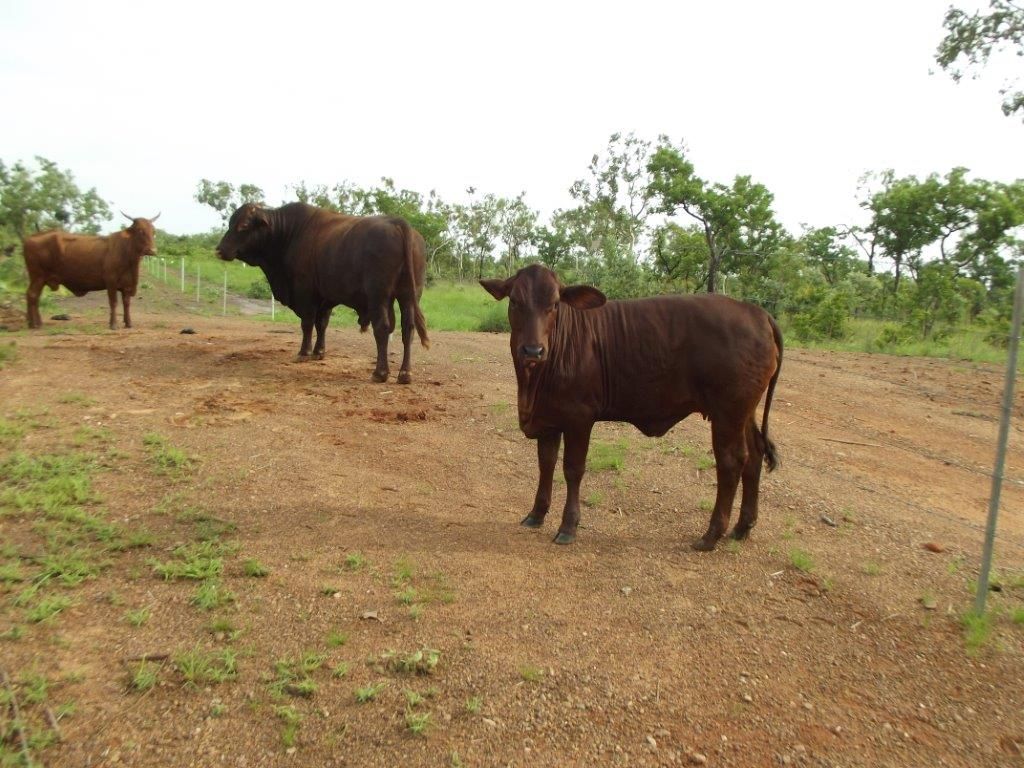 958 Peacock Road, Rum Jungle NT 0822, Image 1