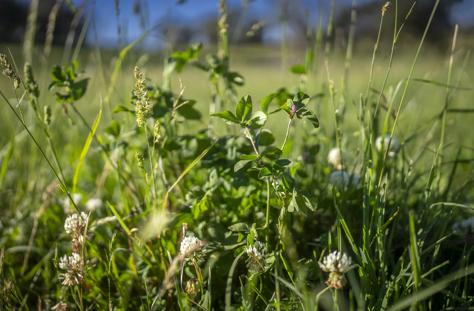 Additional image 27 of 161 Hickeys Road, Wongwibinda NSW 2350