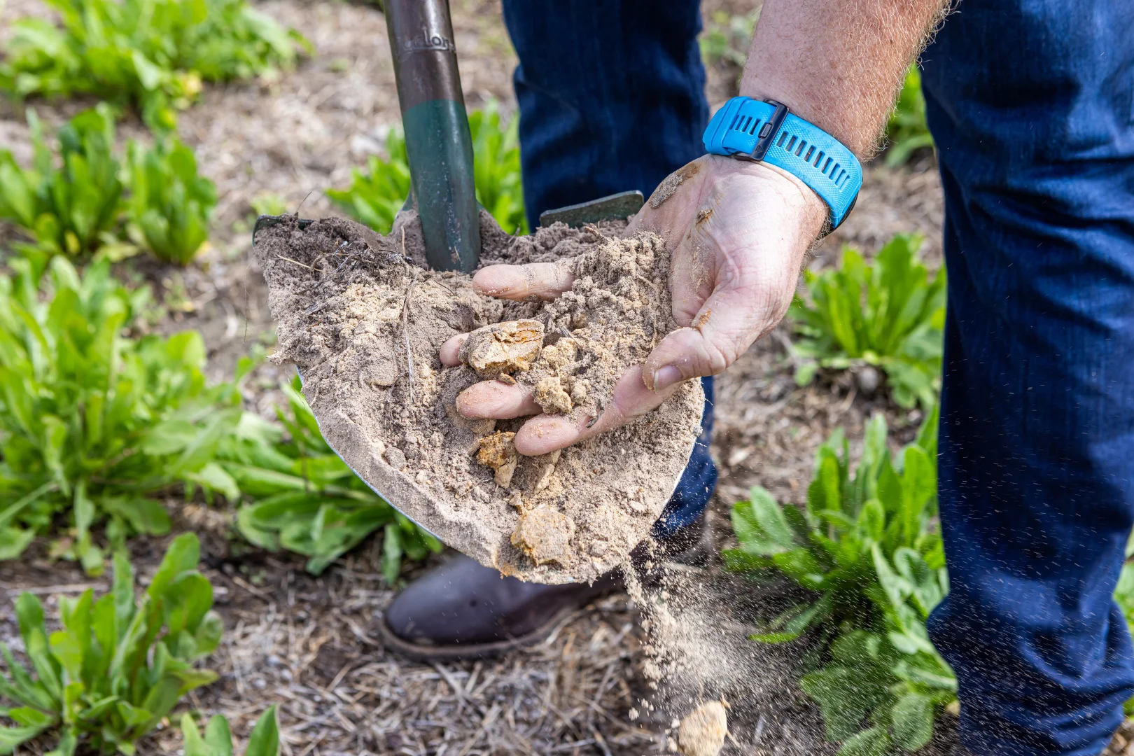 Additional image 16 of 3258 Riddoch Highway, Willalooka SA 5267