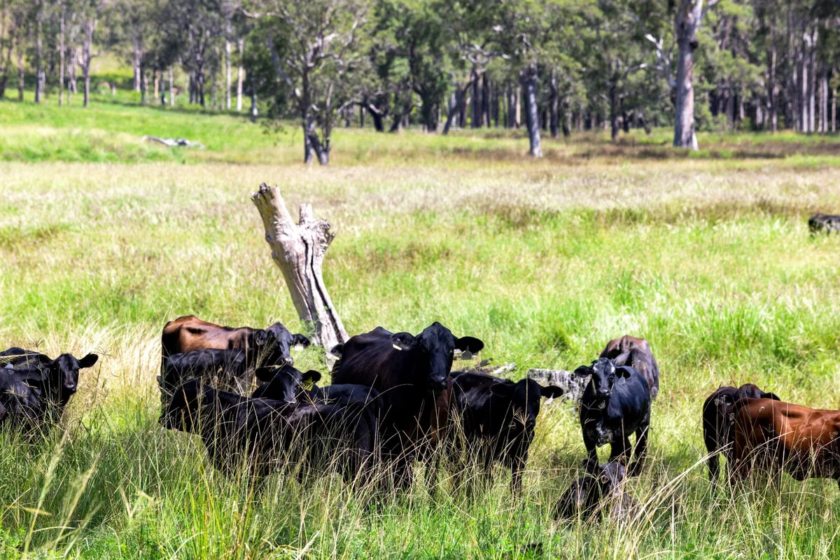 Additional image 11 of 760 Old Dyraaba Road, Woodview NSW 2470