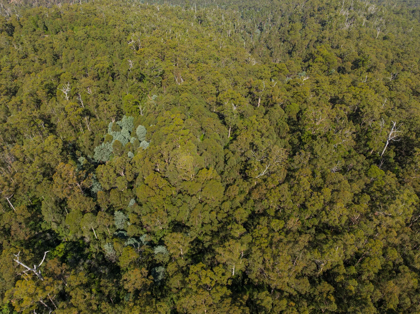 Additional image 6 of 1 Link Road, Lonnavale TAS 7109