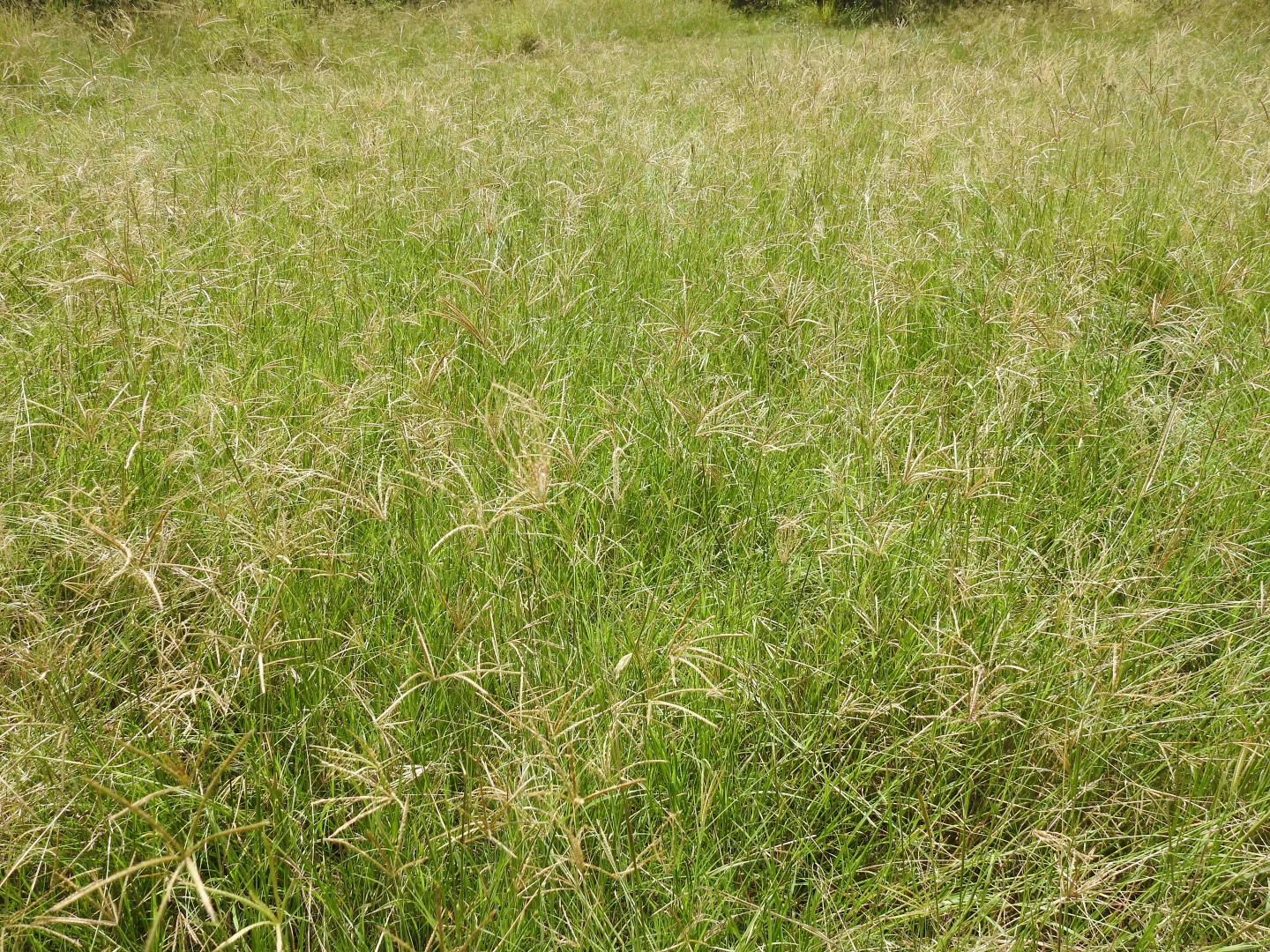 Additional image 19 of Lot 119 Ellangowan Myrtle Creek Road, Ellangowan NSW 2470