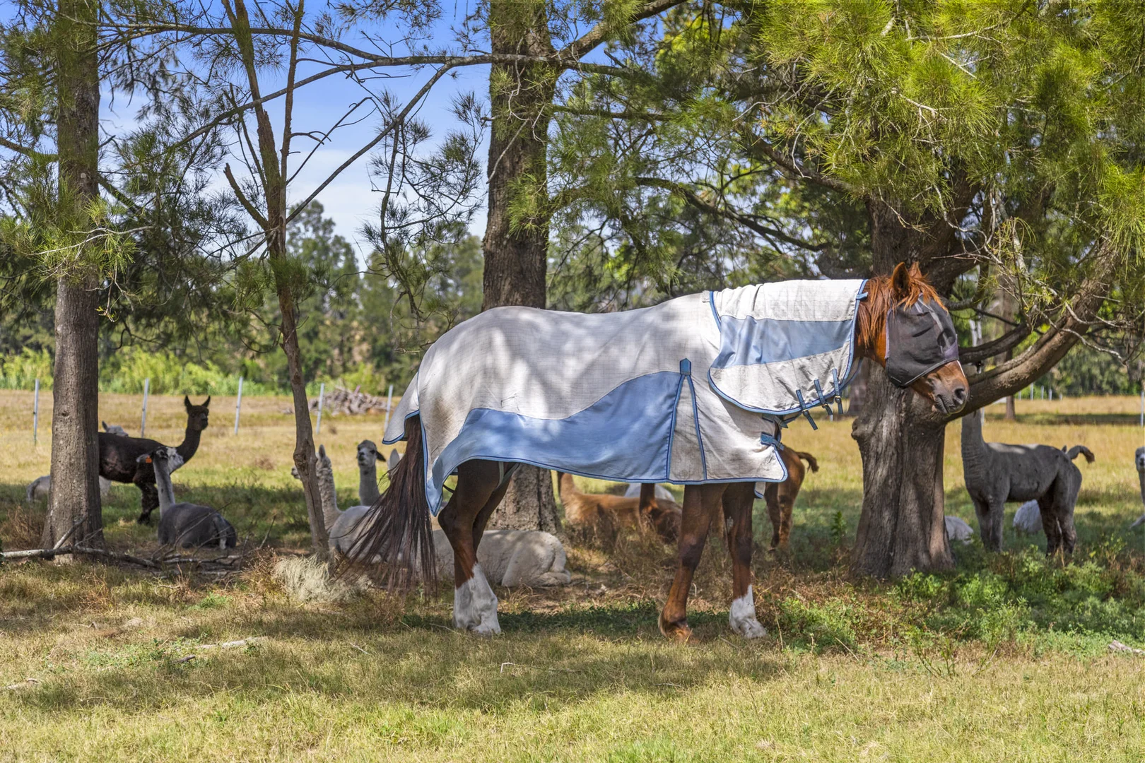 Additional image 38 of 951 Maitland Vale Road, Rosebrook NSW 2320