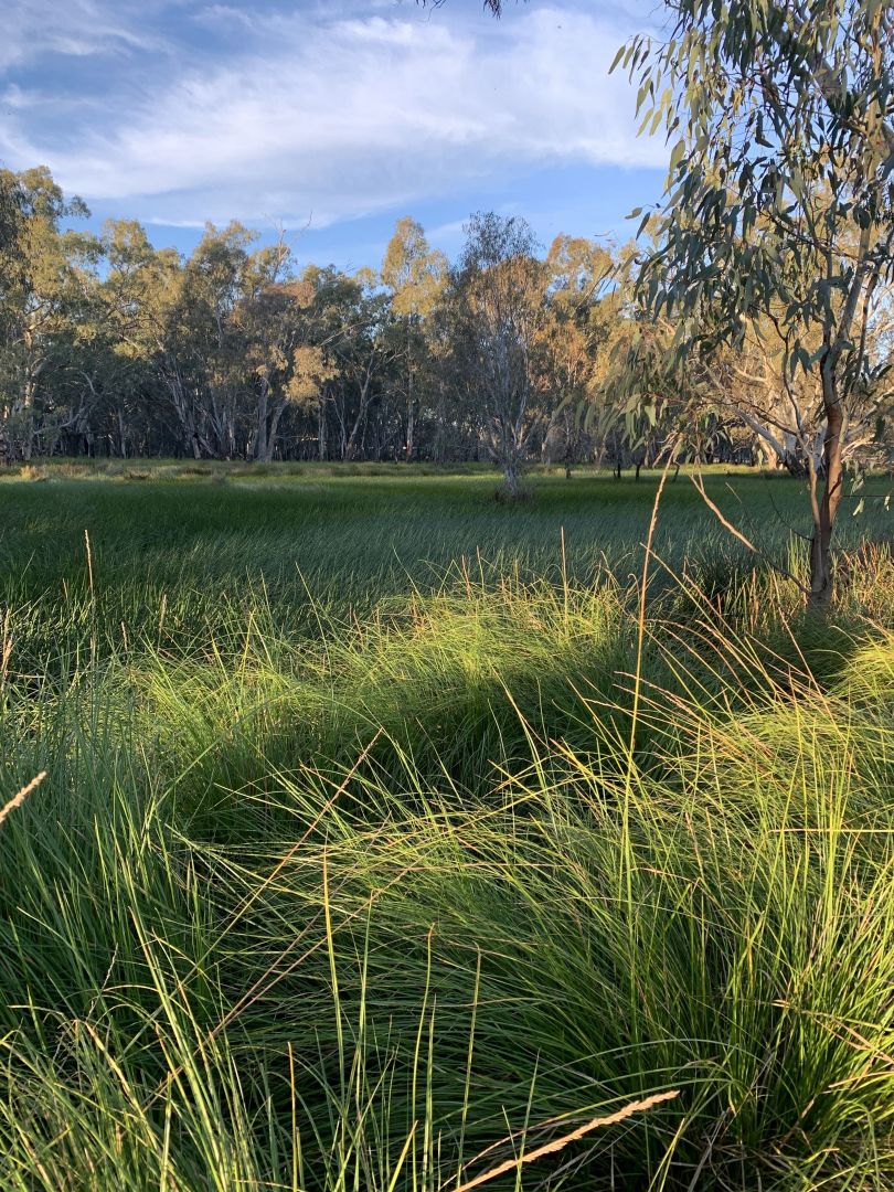 Forbes NSW 2871 House for Sale Domain