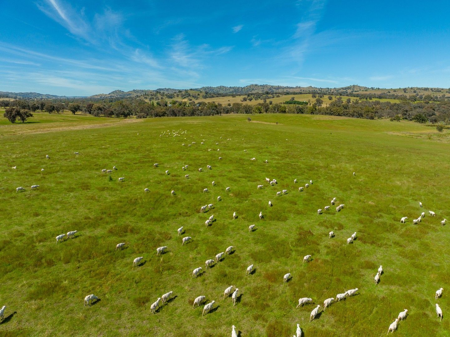 4 bedrooms Rural in Frogmore Road COWRA NSW, 2794