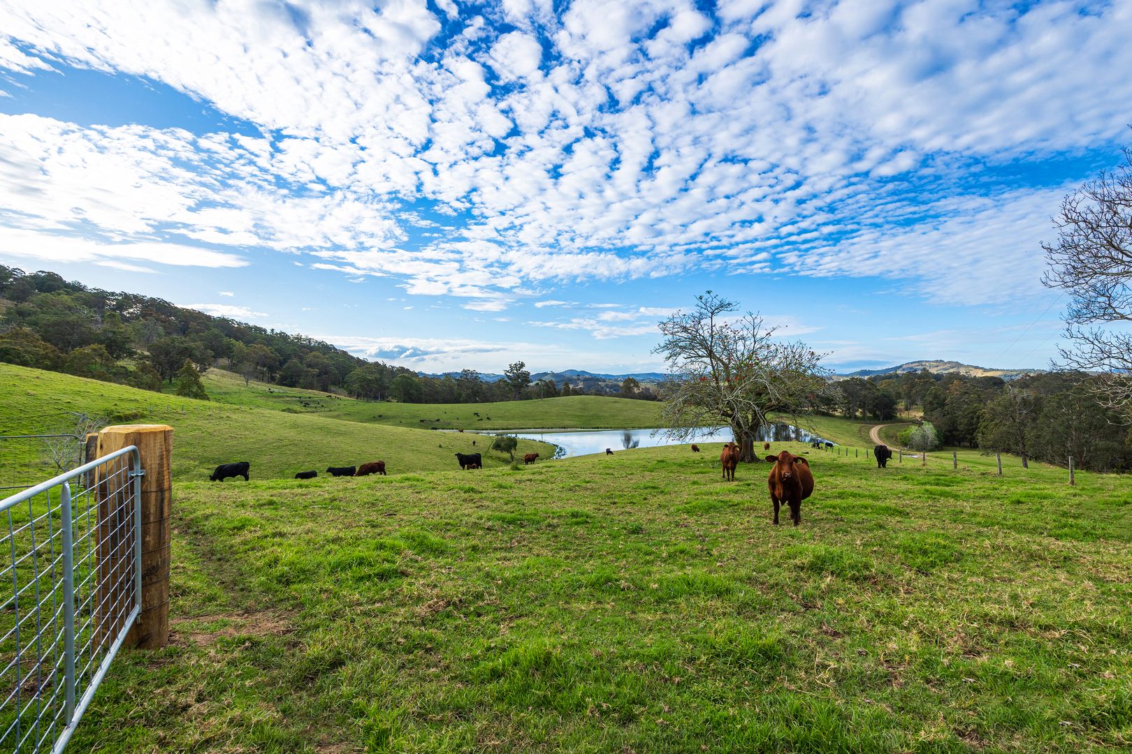 1 Harris Road, Bunyah NSW 2429 Farm for Sale Domain