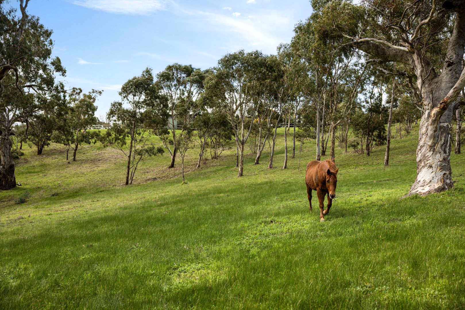 159A Hender Road, Mount Barker Springs SA 5251, Image 1