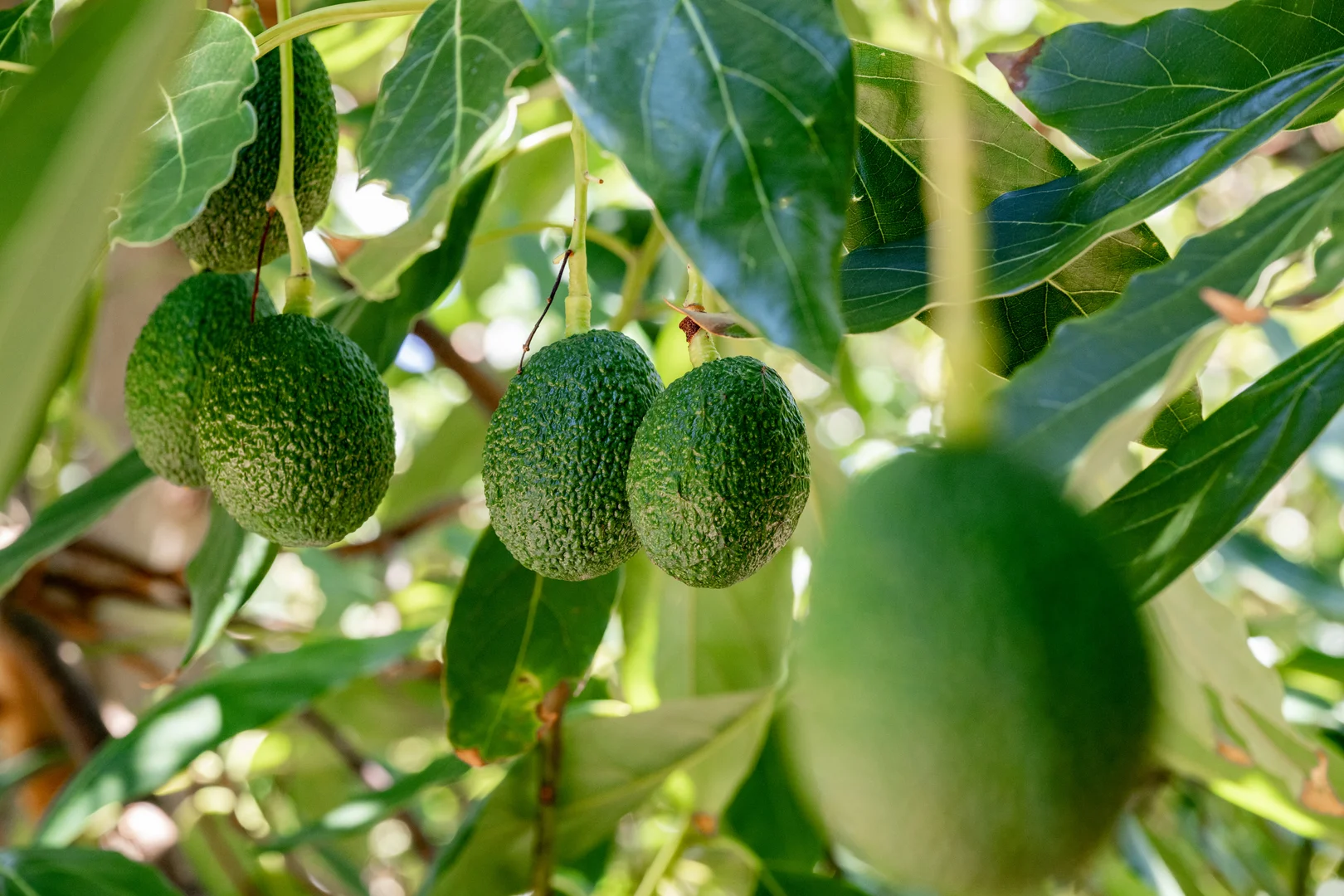 Additional image 8 of Lot 85 Glenrae Dip Road, Boynewood QLD 4626