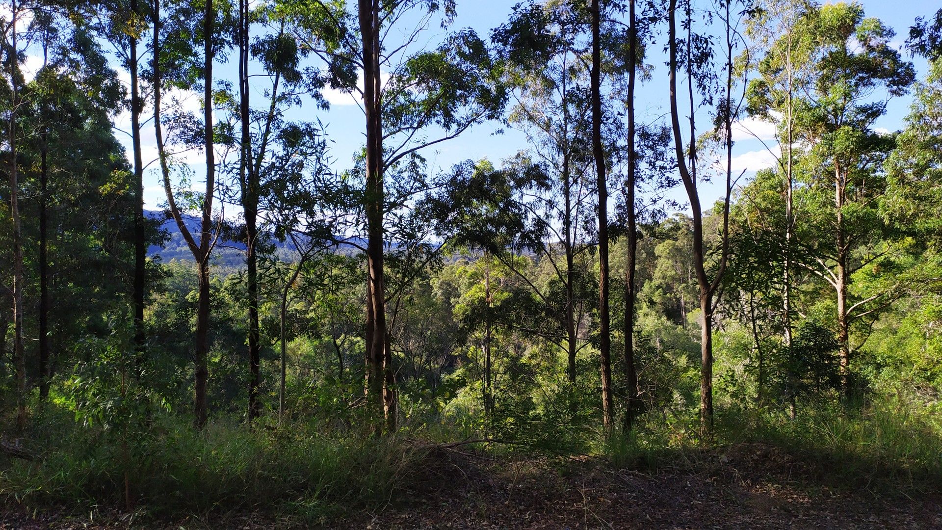 1447 Valla Road, Newee Creek NSW 2447, Image 0