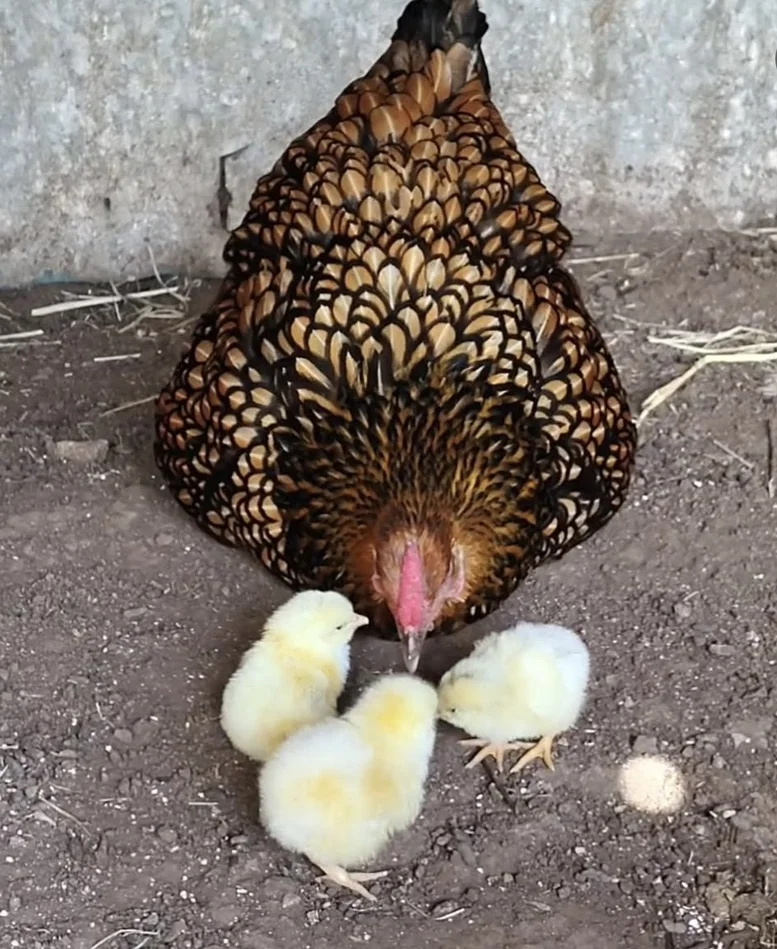 Additional image 46 of 286 Bald Hills Road, Bald Hills NSW 2549