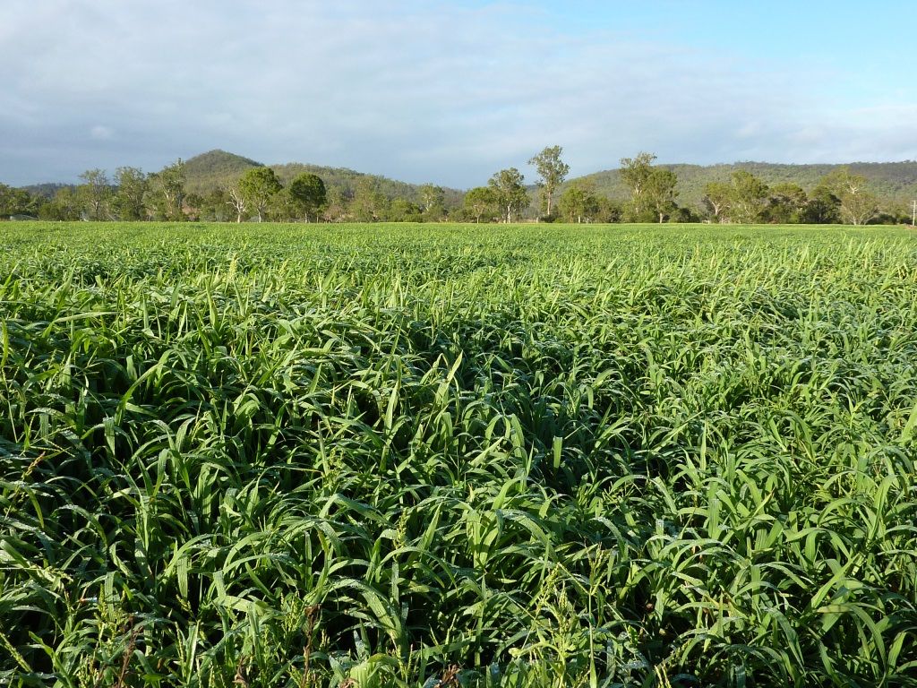 Tansey QLD 4601, Image 0