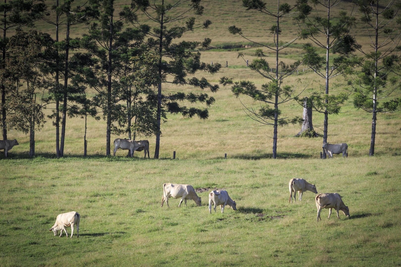 Nobbys Creek NSW 2484, Image 2