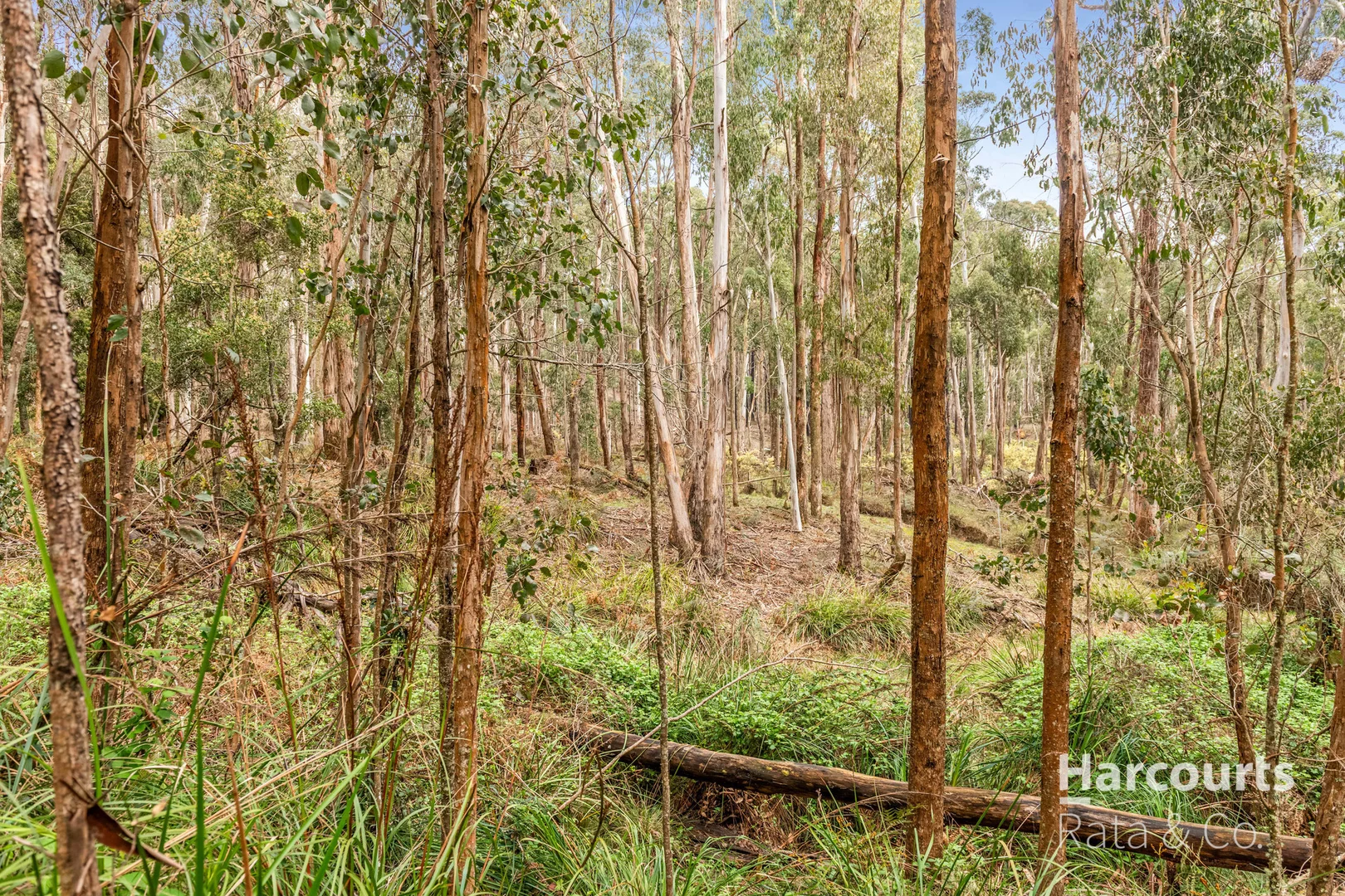 Image 15