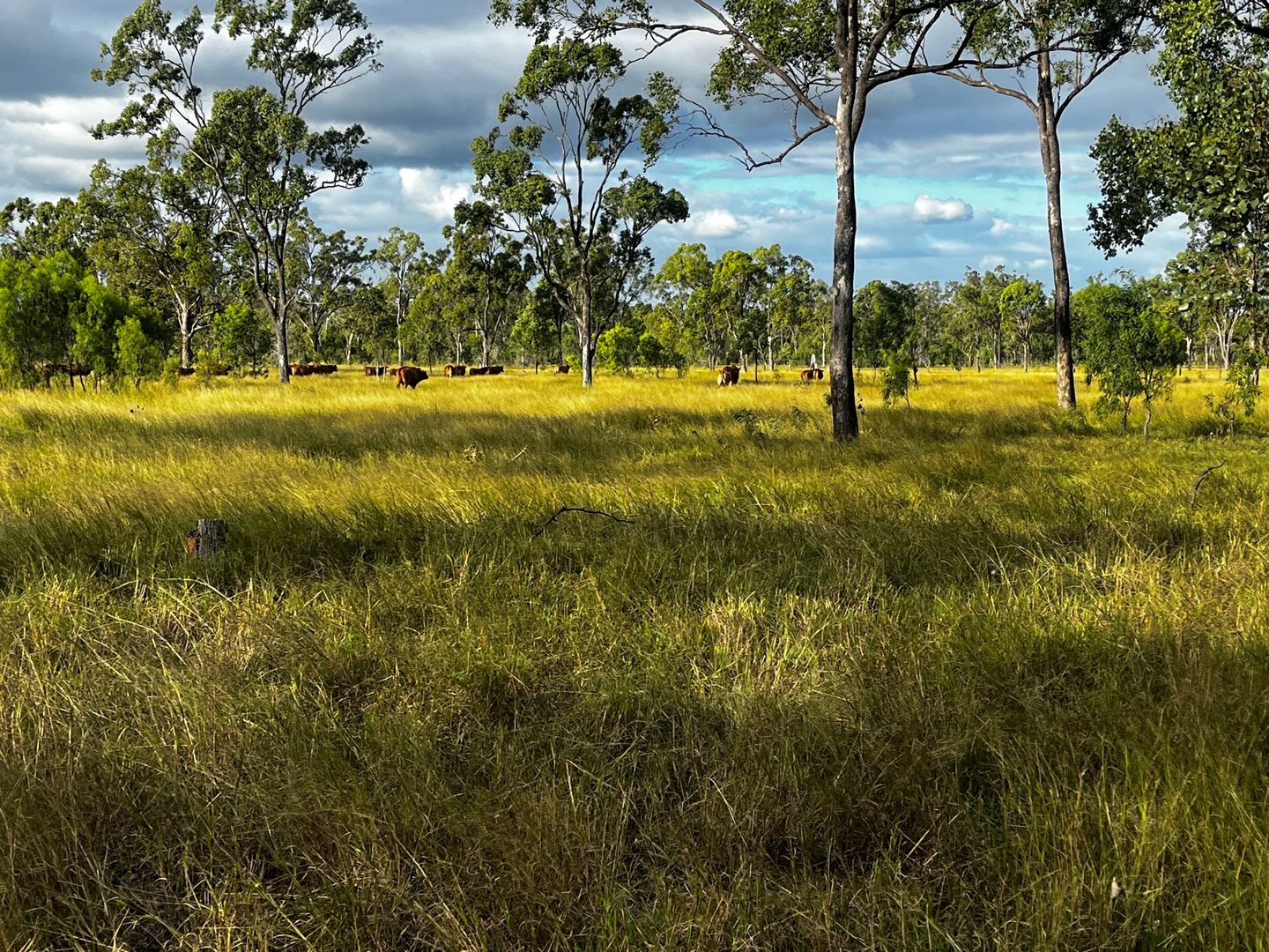 Alton Downs QLD 4702 House for Sale 350,000 Domain