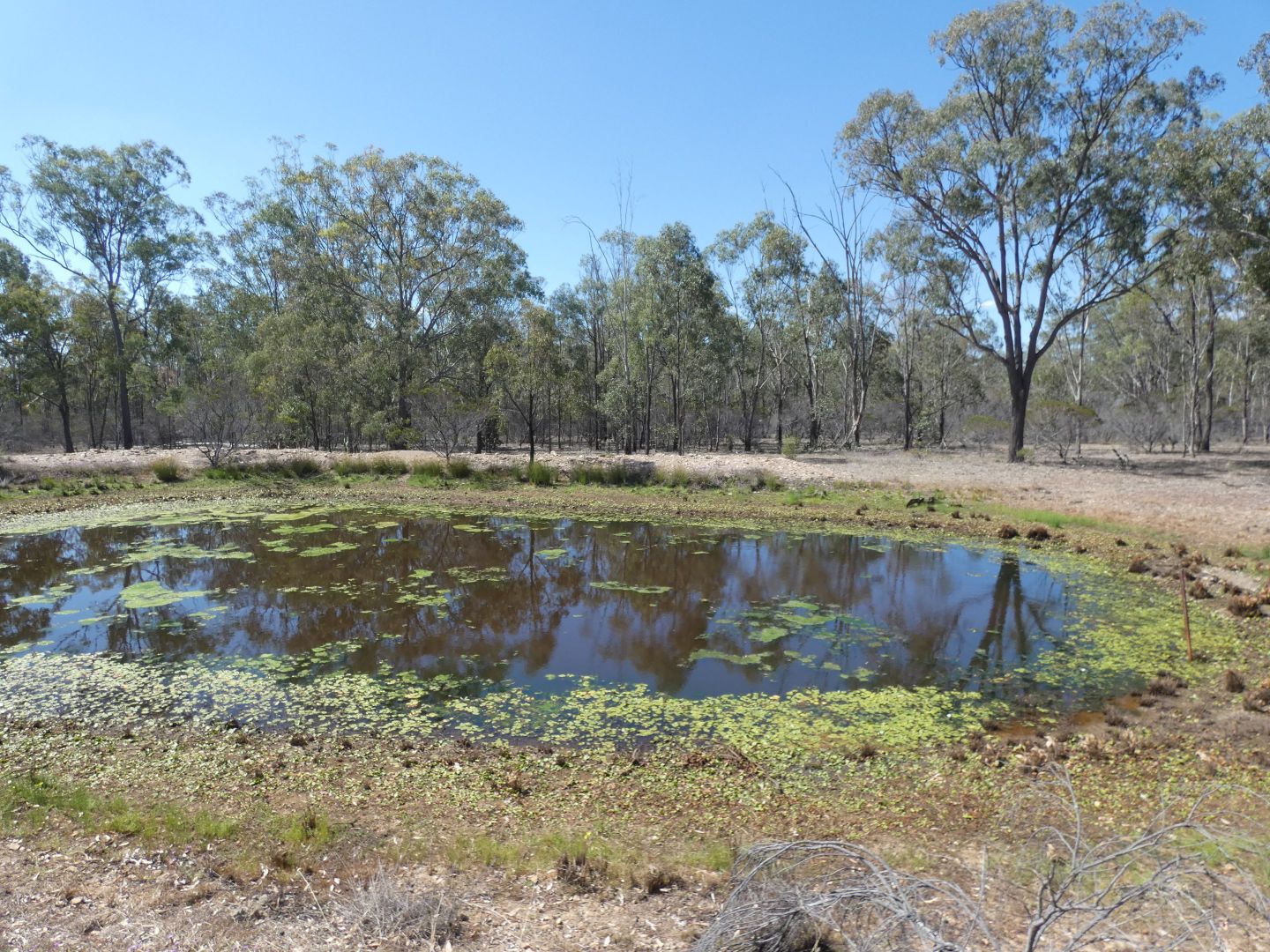 Lot 14 Wickham Road, Thanes Creek QLD 4370, Image 1