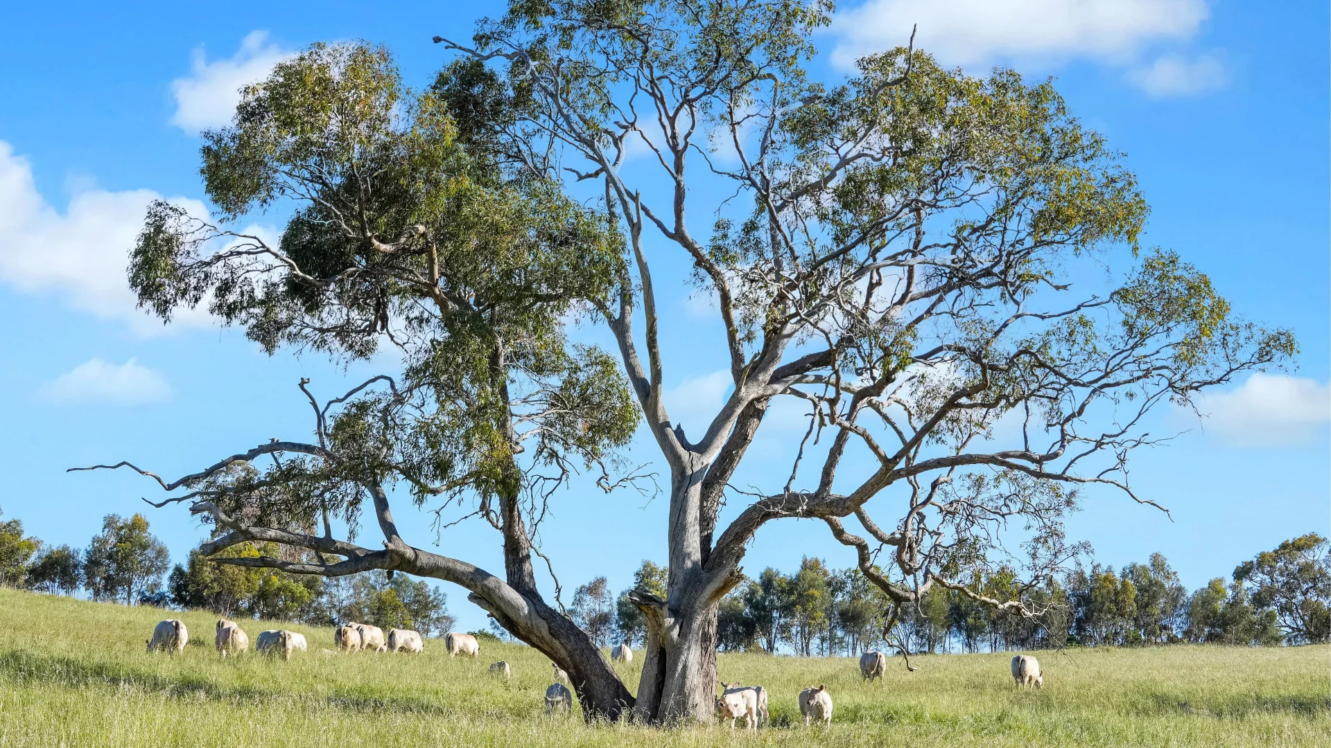 Additional image 31 of 95 Fairfield Road, Penwortham SA 5453