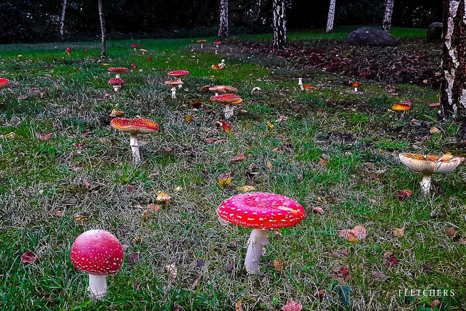 Additional image 29 of 5 Regnan Road, Kallista VIC 3791