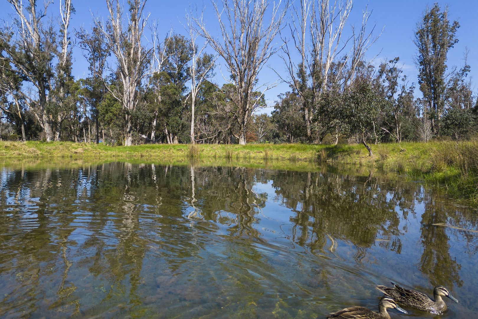 Nannup WA 6275 vacant land for Sale, 425,000 2018758009 Domain