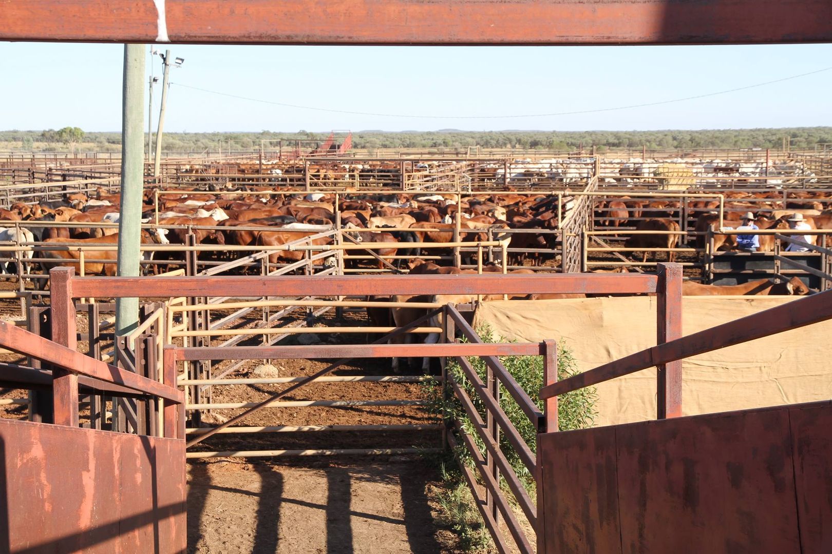 Quilpie QLD 4480 House for Sale Domain