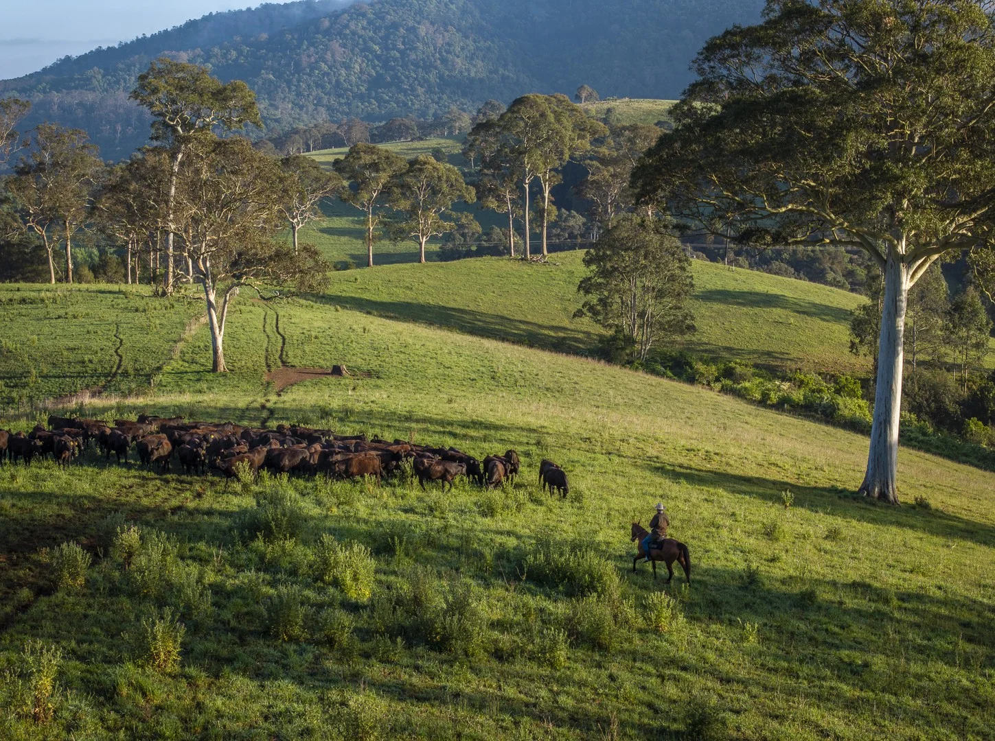 294 Coramba Road, Dorrigo NSW 2453