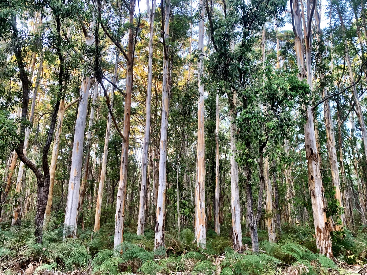 Additional image 16 of 700/102 Drummond Road, Forest Grove WA 6286