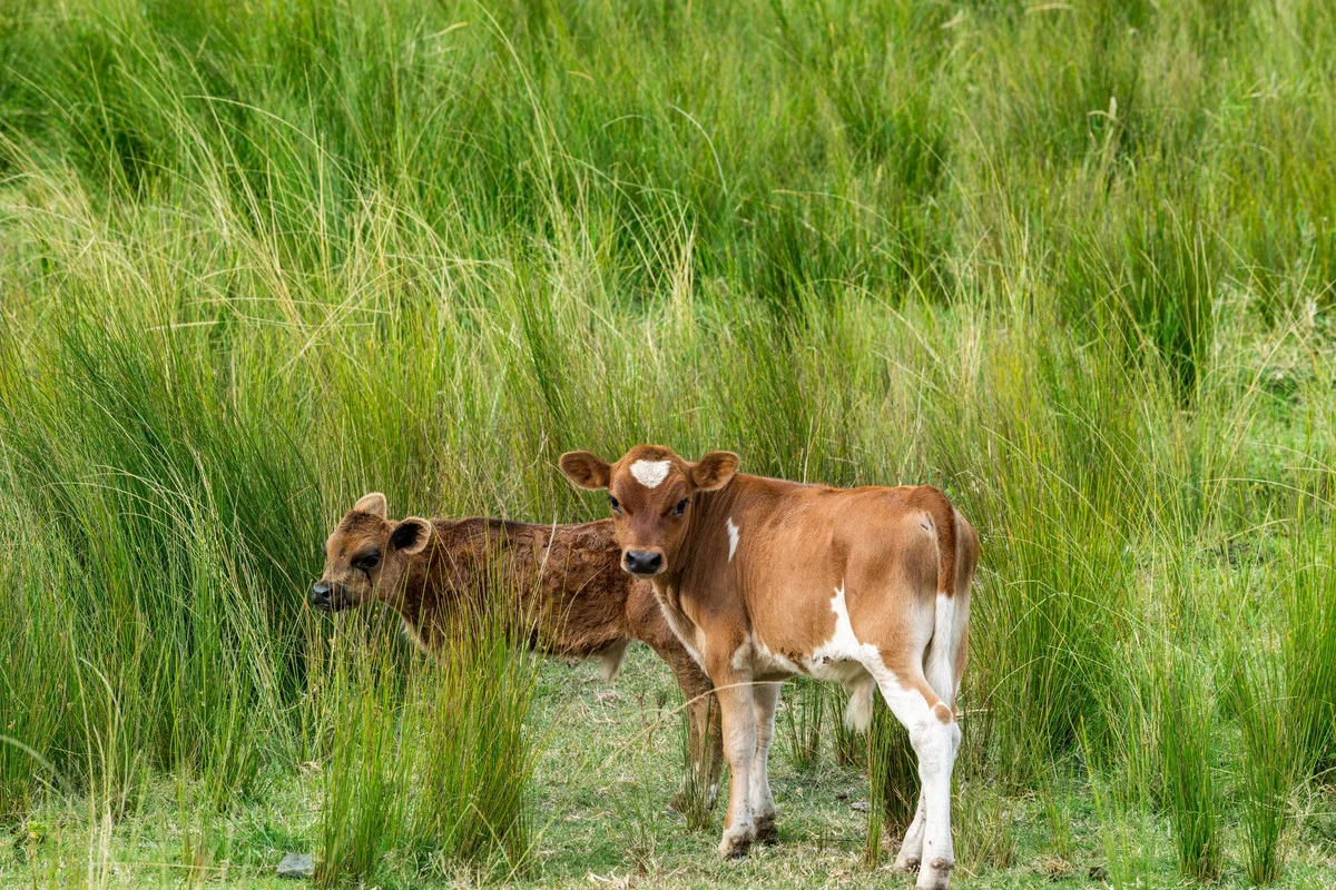 Additional image 33 of 68 Peacock Creek Road, Bonalbo NSW 2469