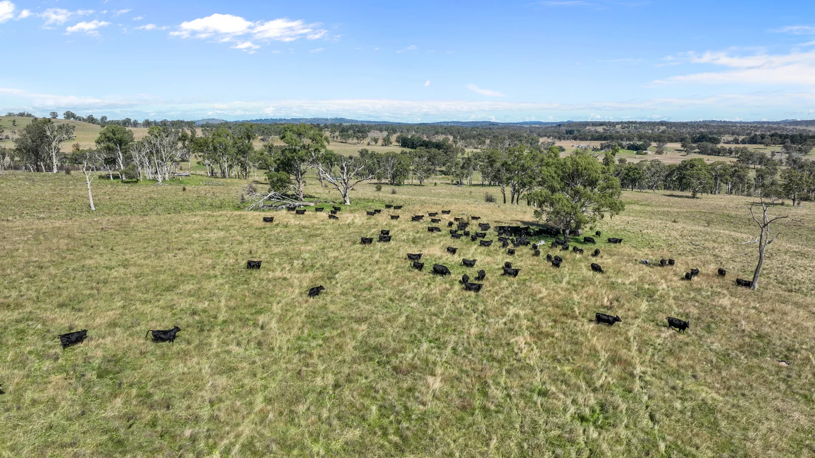 Additional image 7 of "Wyanga" 195 Gills Road, Uralla NSW 2358