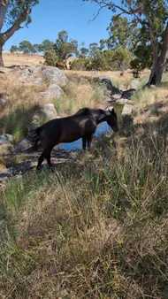 Additional image 18 of 1043 Black Heath Rd, Tungkillo SA 5236