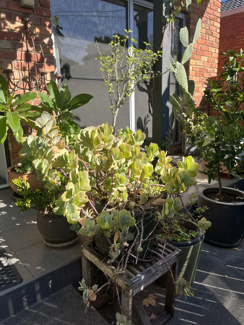 Additional image 25 of 37 Mason Avenue, Elwood VIC 3184