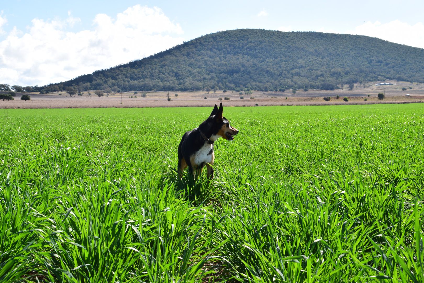 'Elken Downs' 1125 Binalong Road, Boggabri NSW 2382, Image 1