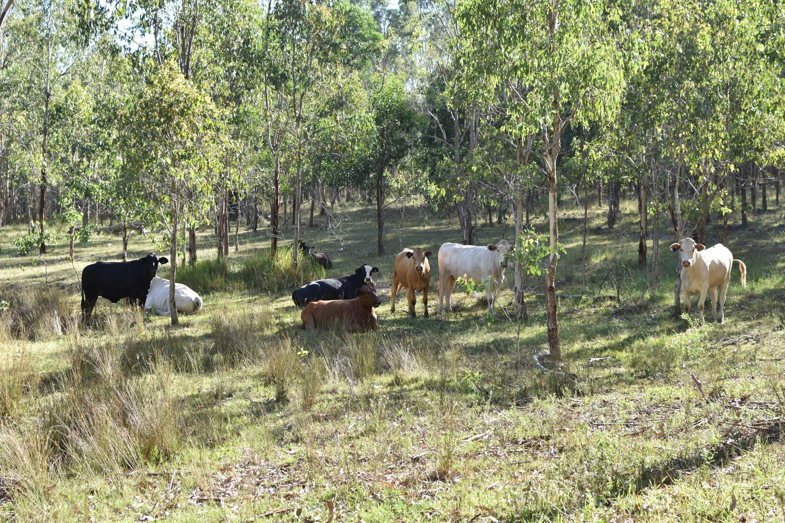 Vinegar Hill Road, Lower Acacia Creek NSW 2476, Image 2